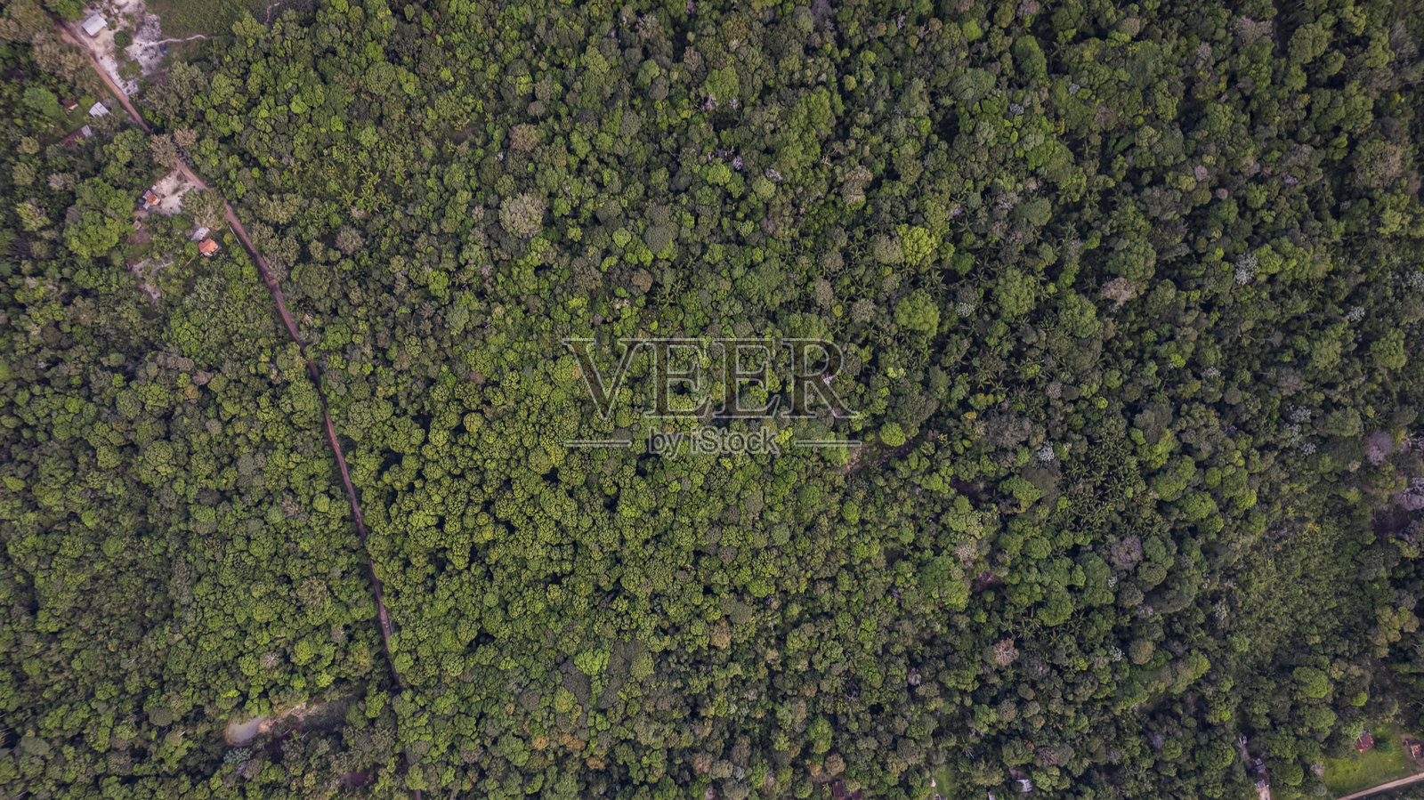 辽阔的亚马逊雨林照片摄影图片