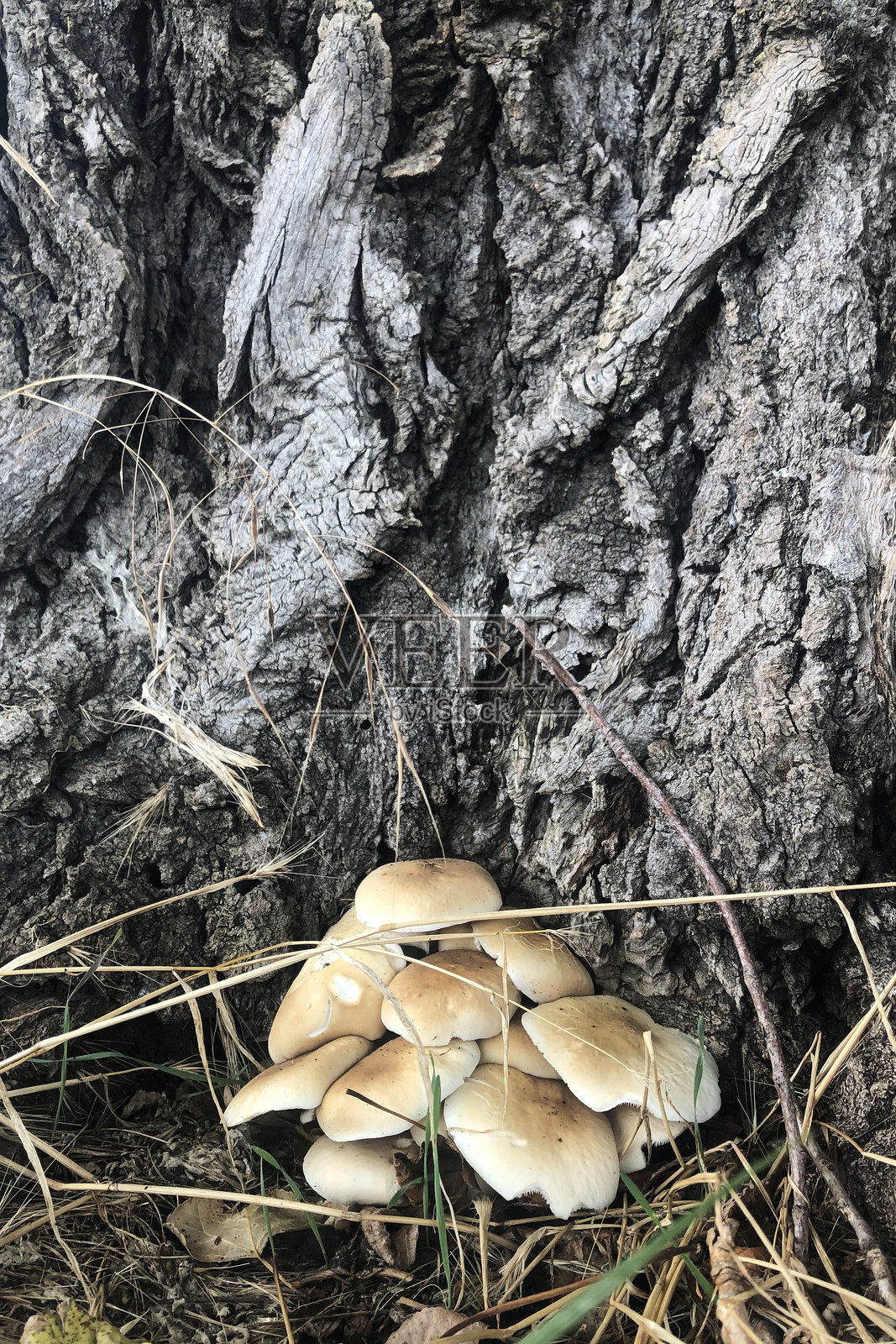 美丽的蘑菇与树干背景在米兰，意大利，在一个夏天的一天照片摄影图片