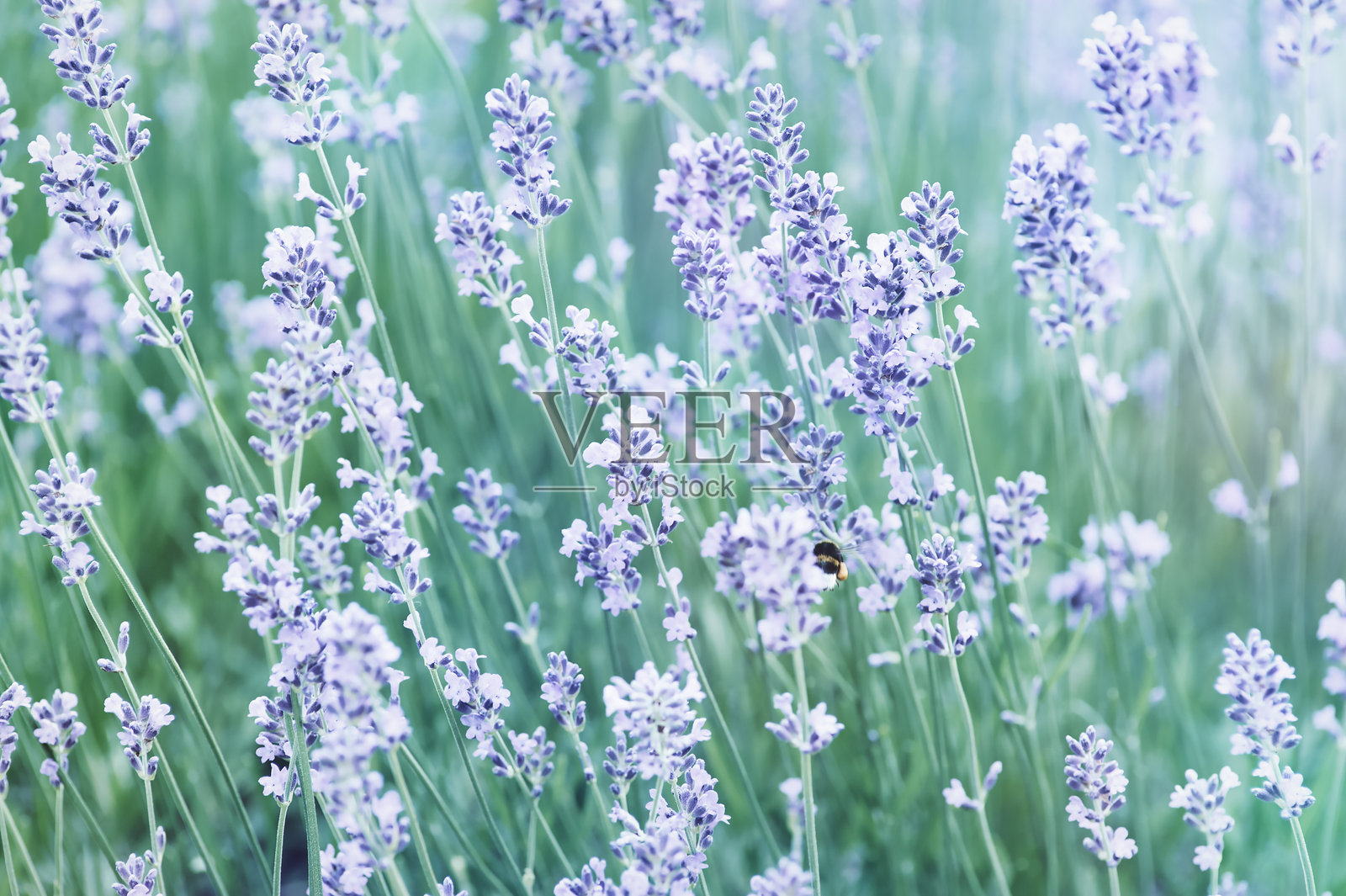 以春花为自然背景。选择性和软焦点。关闭了。照片摄影图片