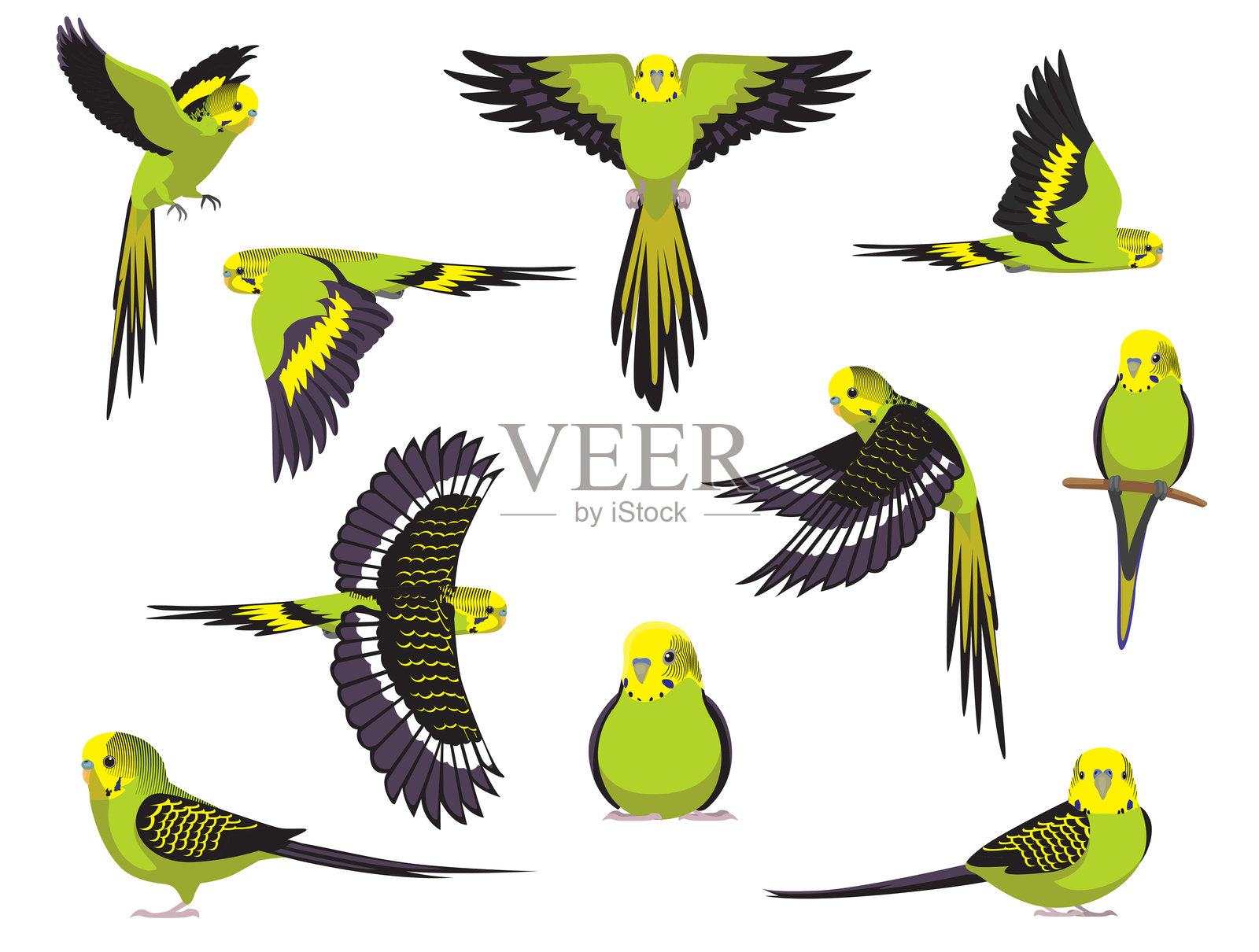 虎皮鹦鹉绿鸟各种姿势卡通矢量字符插画图片素材