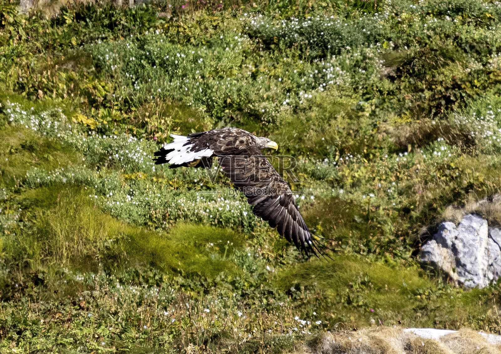 白尾鹰照片摄影图片