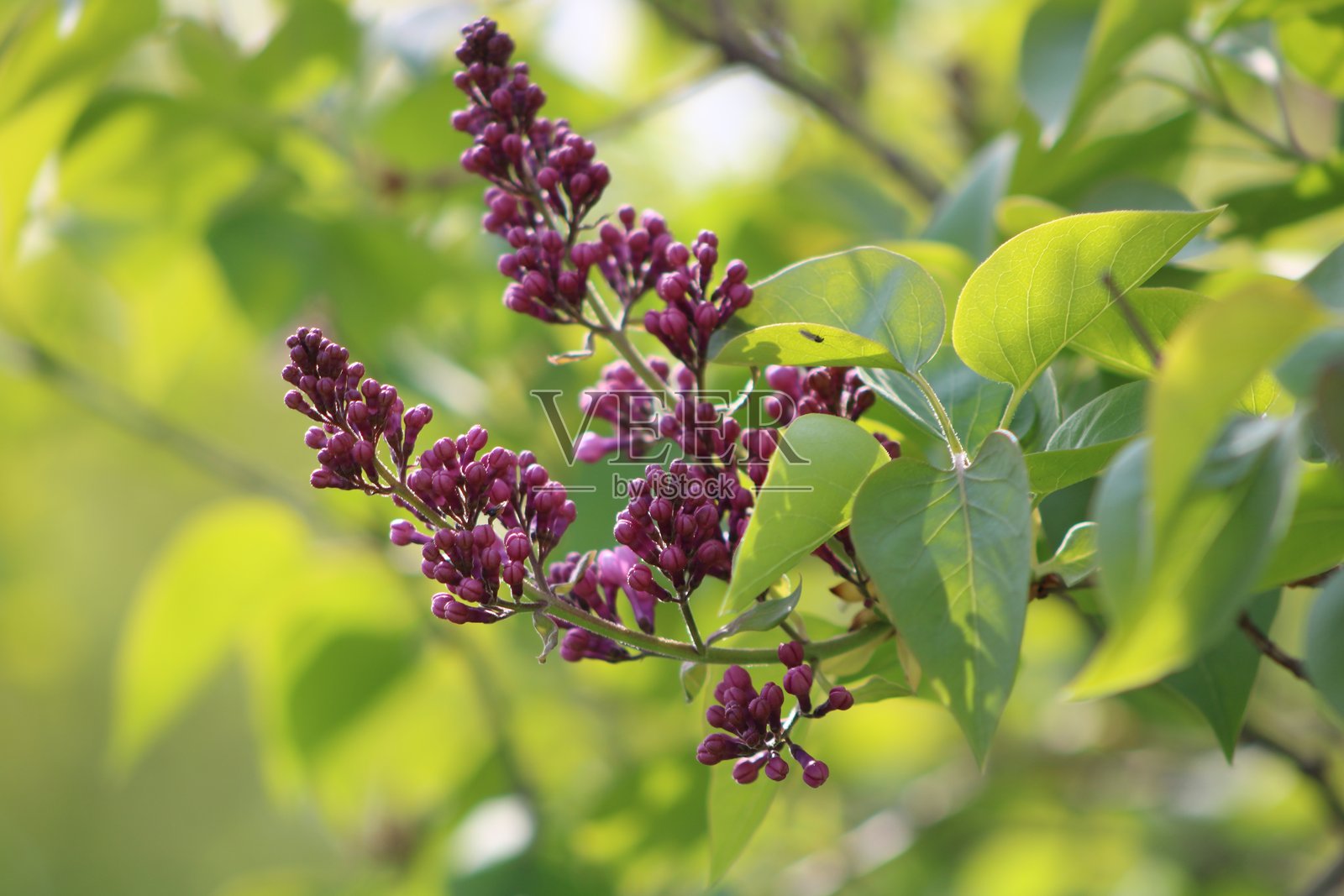 紫丁香树在五月盛开照片摄影图片