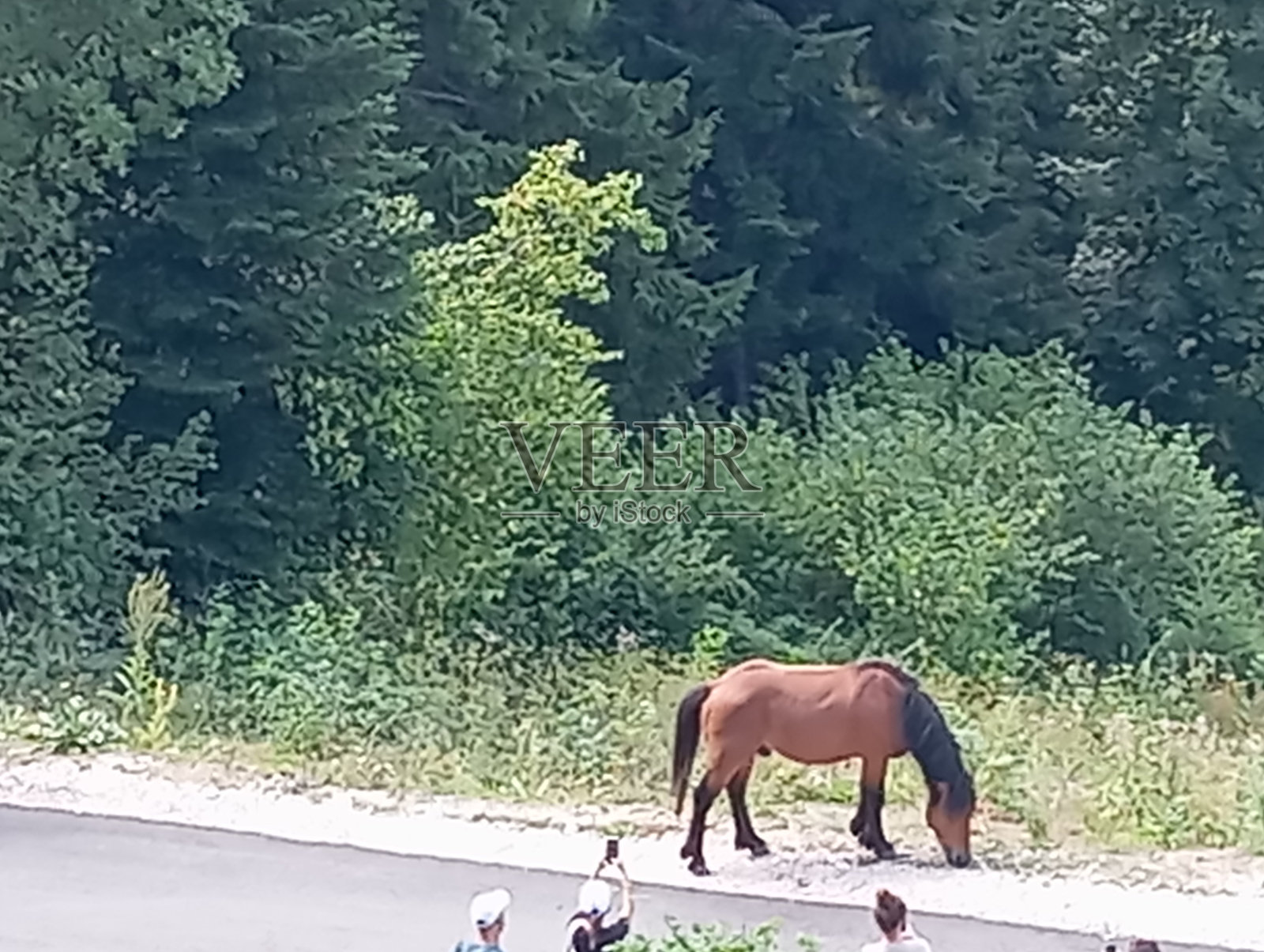 特雷别维奇山上奇妙的野马照片摄影图片