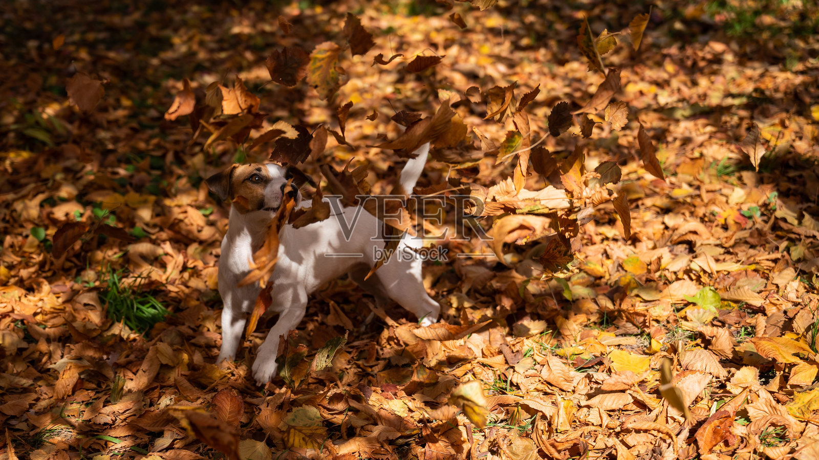 杰克罗素梗在一堆黄色的落叶中玩耍。照片摄影图片