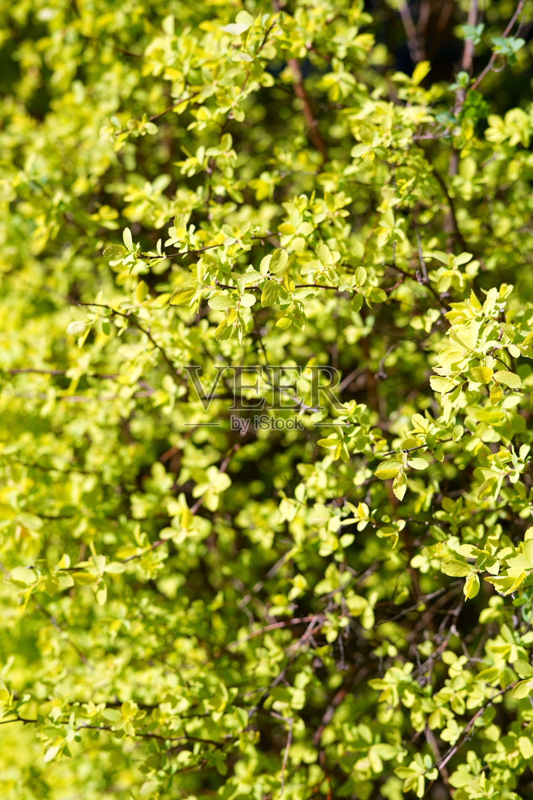 树木，树叶，自然，季节，春天，春天，绿色，树叶，景观，户外，农村，阳光，阳光，环境，公园，天，背景照片摄影图片