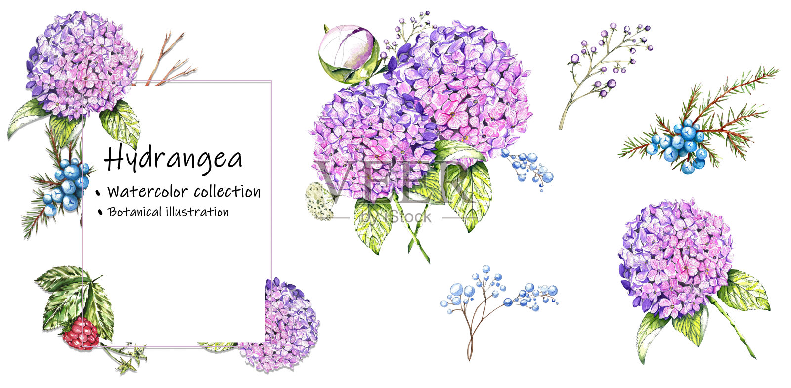 配紫丁香绣球花。框架与花，覆盆子，树叶，杜松。水彩插图。采购产品卡片，邀请，家纺，墙纸，文具的设计元素。插画图片素材