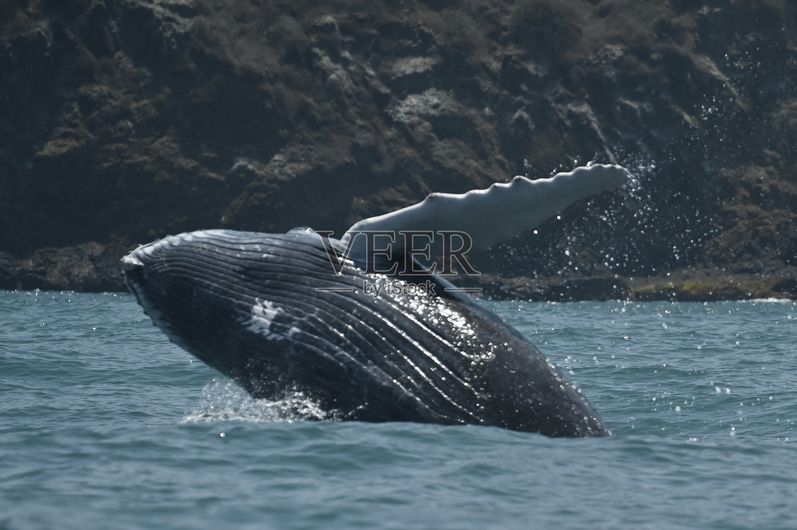 在洛佩兹港跳跃的座头鲸照片摄影图片