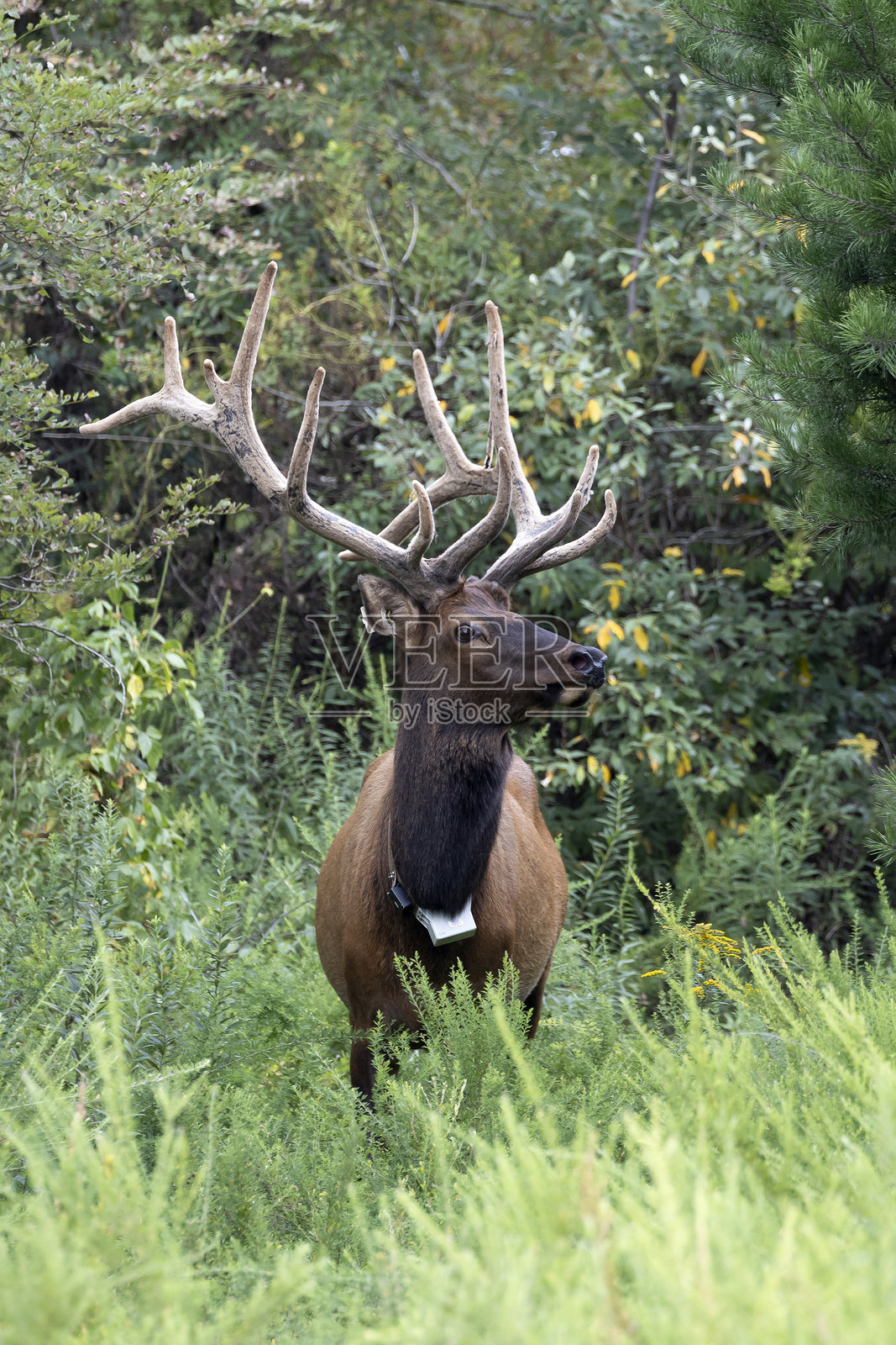 麋鹿照片摄影图片
