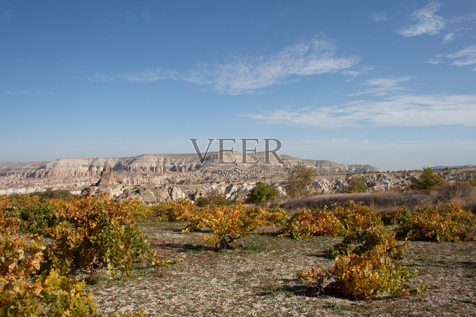 秋天，土耳其卡帕多西亚的葡萄园展示着五颜六色的叶子照片摄影图片