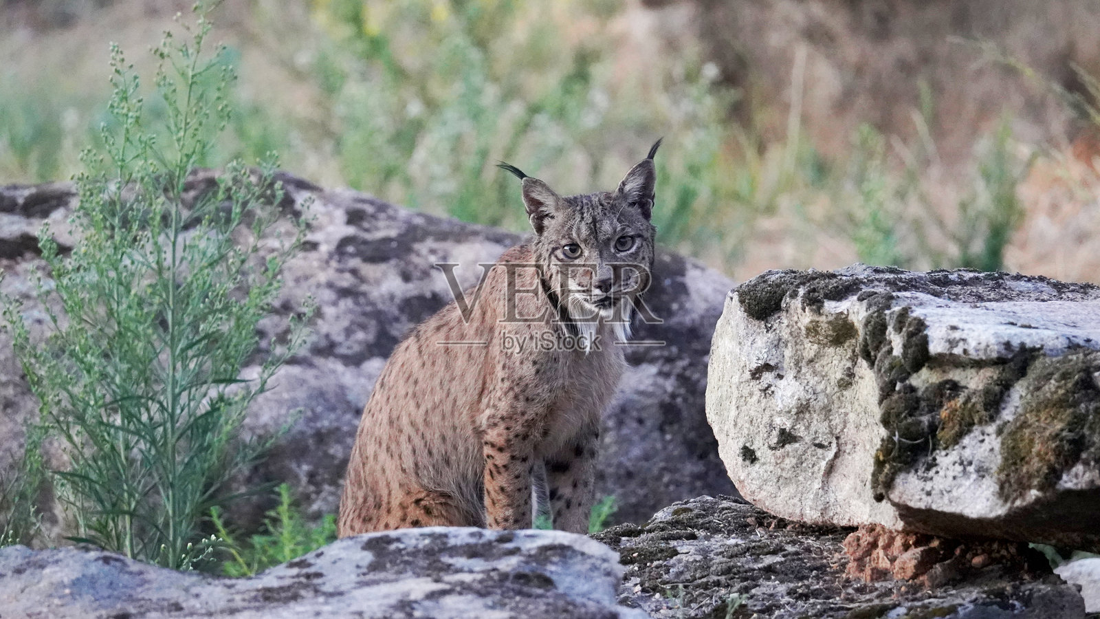 伊比利亚猞猁(猞猁)近照照片摄影图片