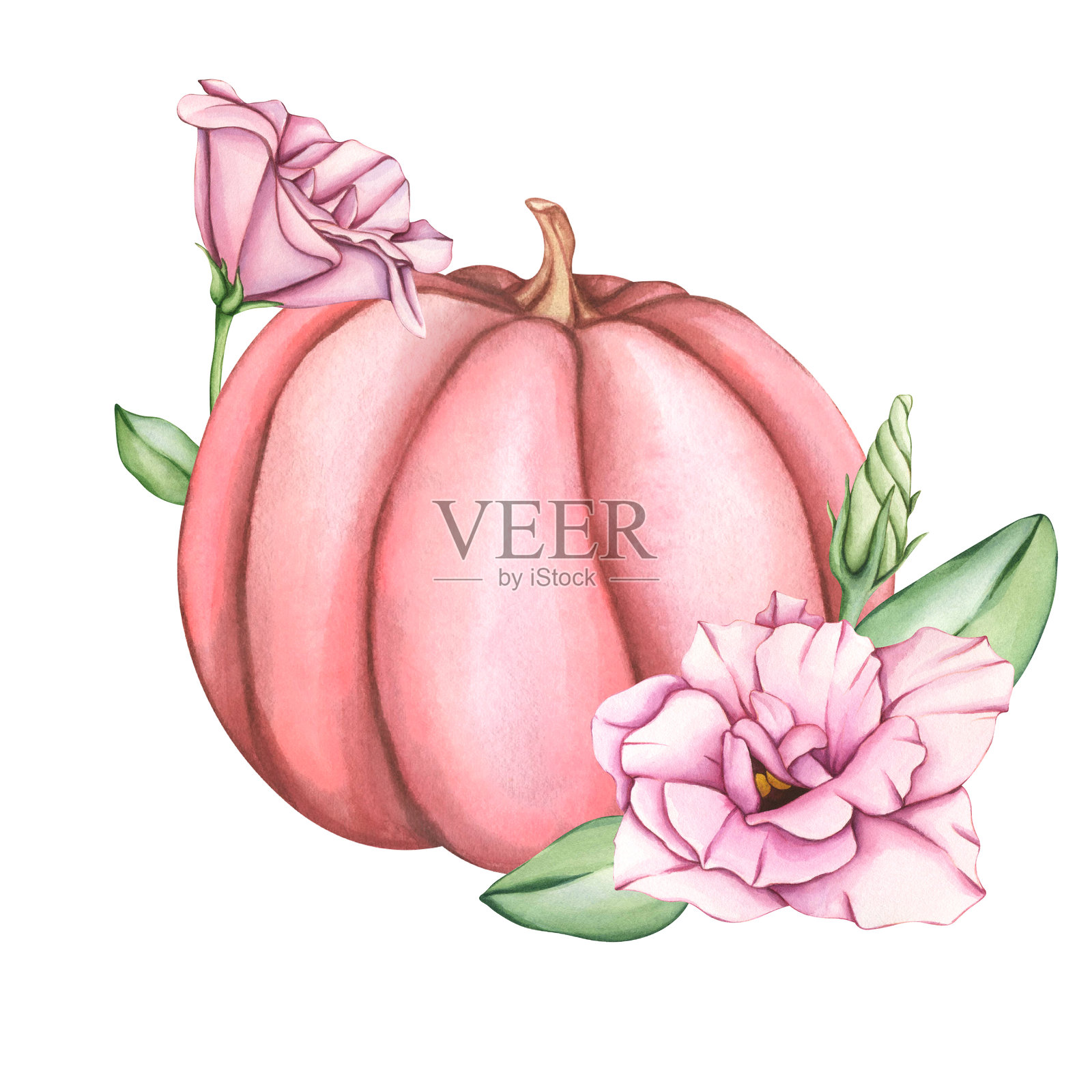 水彩粉色南瓜花和叶子。秋天收集。为丰收节或感恩节的邀请和卡片手工插图。秋天的物品插画图片素材