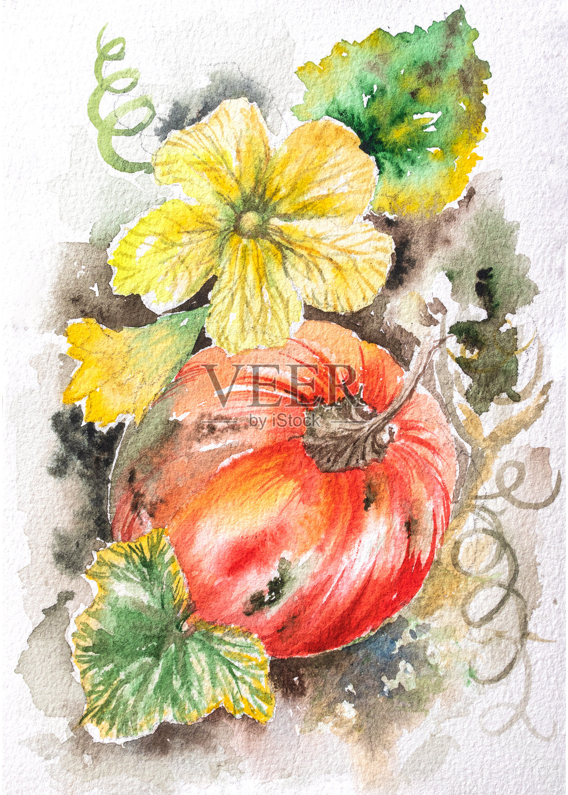 橙色可爱的南瓜花，秋天的元素集。南瓜水彩插图，手绘。南瓜秋卡插画图片素材