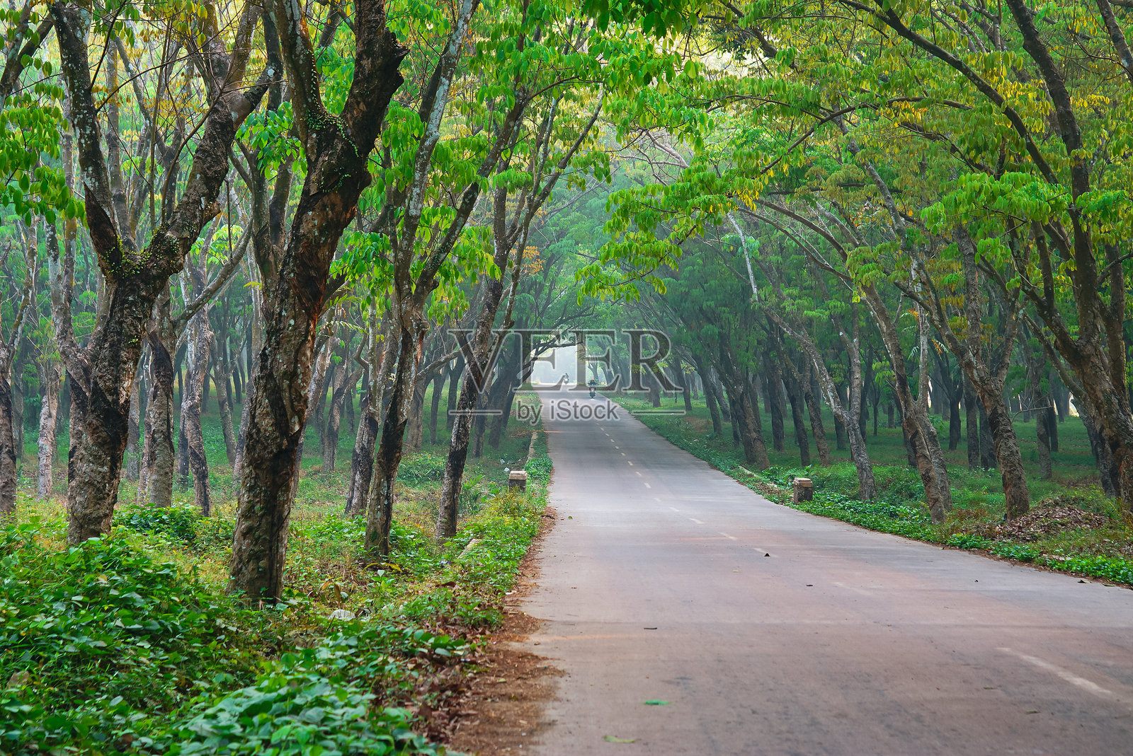 道路场景以树木和自然为背景。夏天去乡下旅行照片摄影图片
