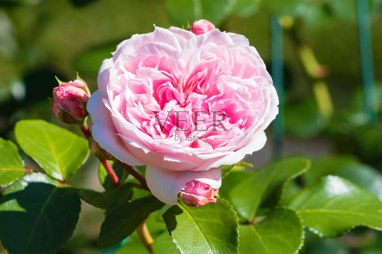 盛开的花蕾，一个高大的灌木玫瑰“灰姑娘”在一个夏天的乡村情节。照片摄影图片