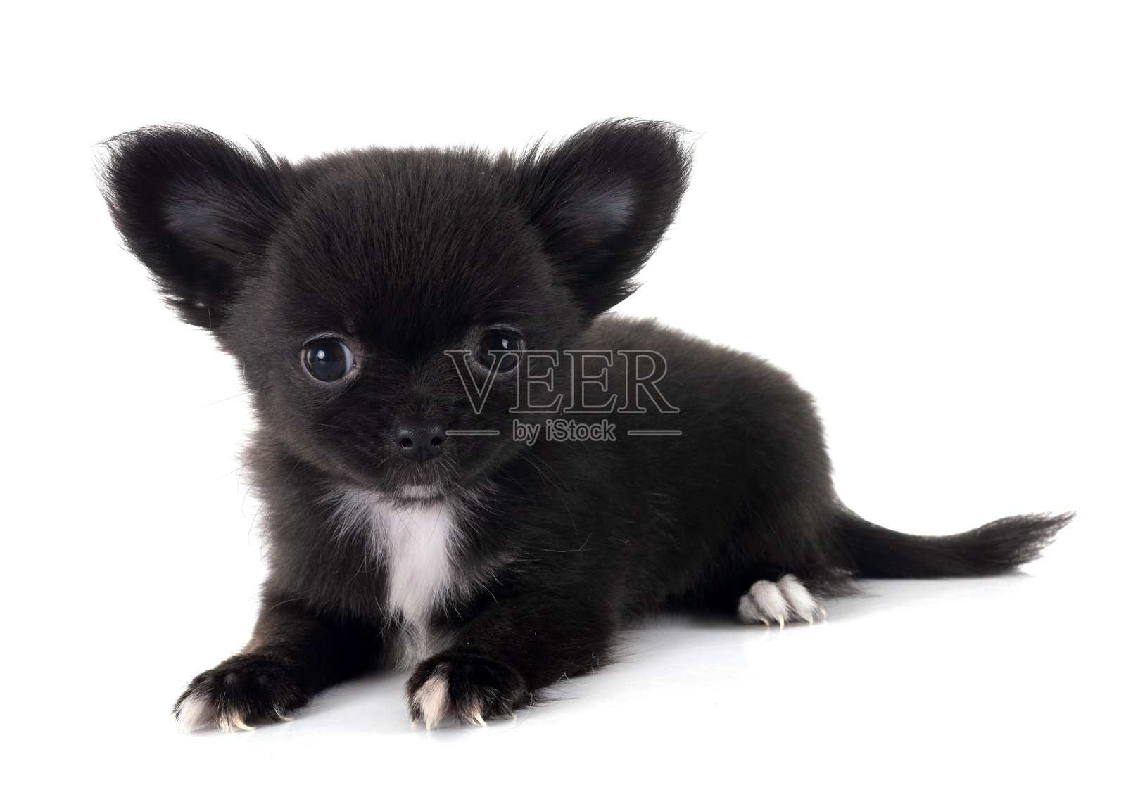 年轻的吉娃娃在工作室照片摄影图片