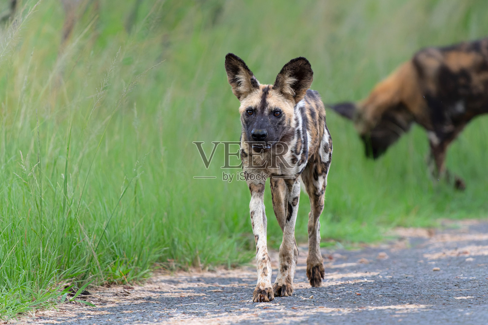 在Hluhluwe Imfolozi野生动物保护区的非洲野狗照片摄影图片