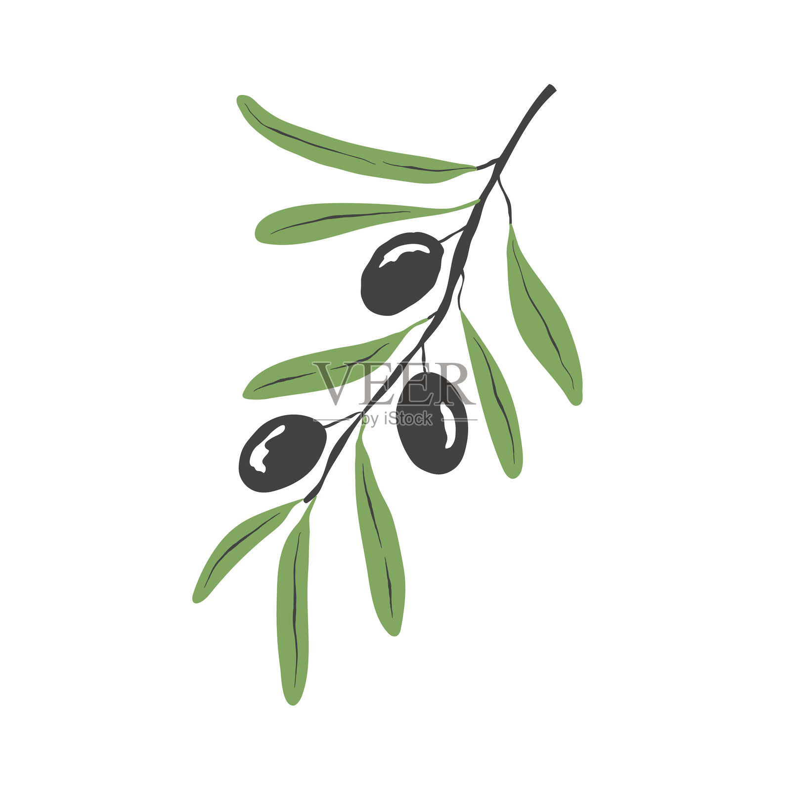 黑橄榄树枝上有绿色的叶子。向量插画图片素材
