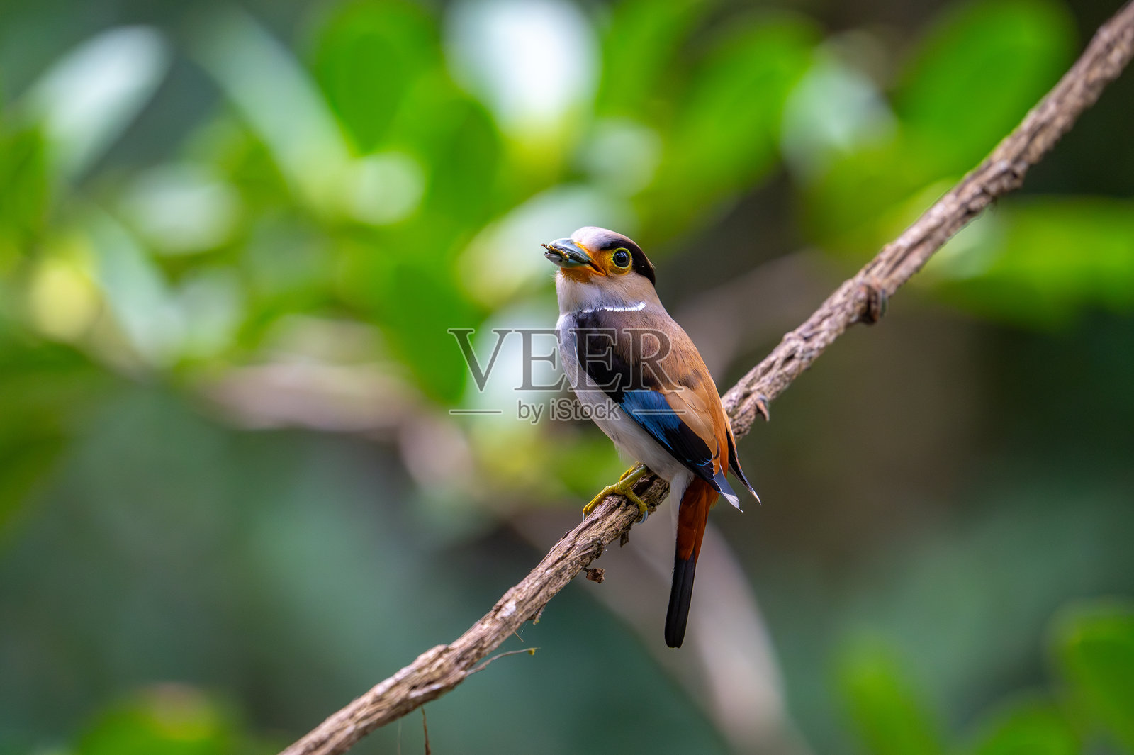 一只鸟坐在一根圆木上。(Silver-breasted Broadbill)照片摄影图片