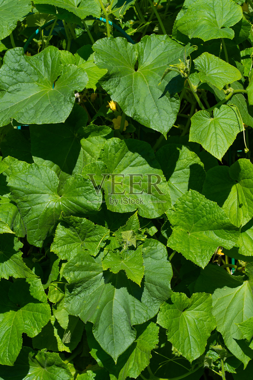床上种着黄瓜，枝叶茂盛照片摄影图片