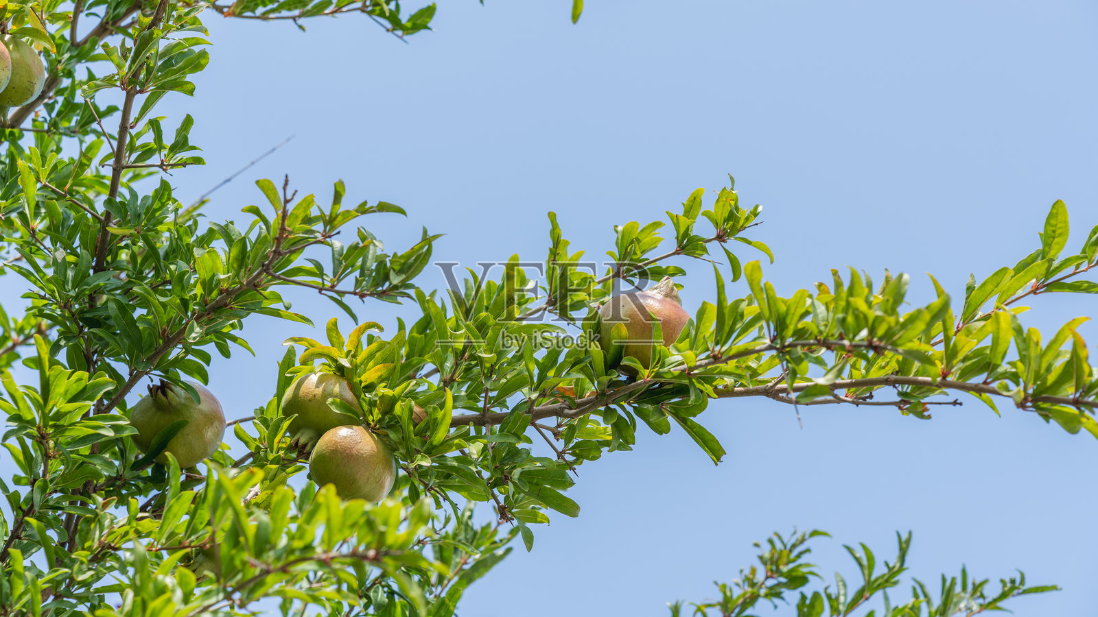 石榴树结满果实照片摄影图片