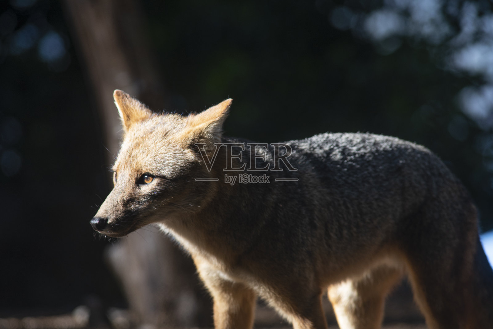 Lycalopex将照片摄影图片