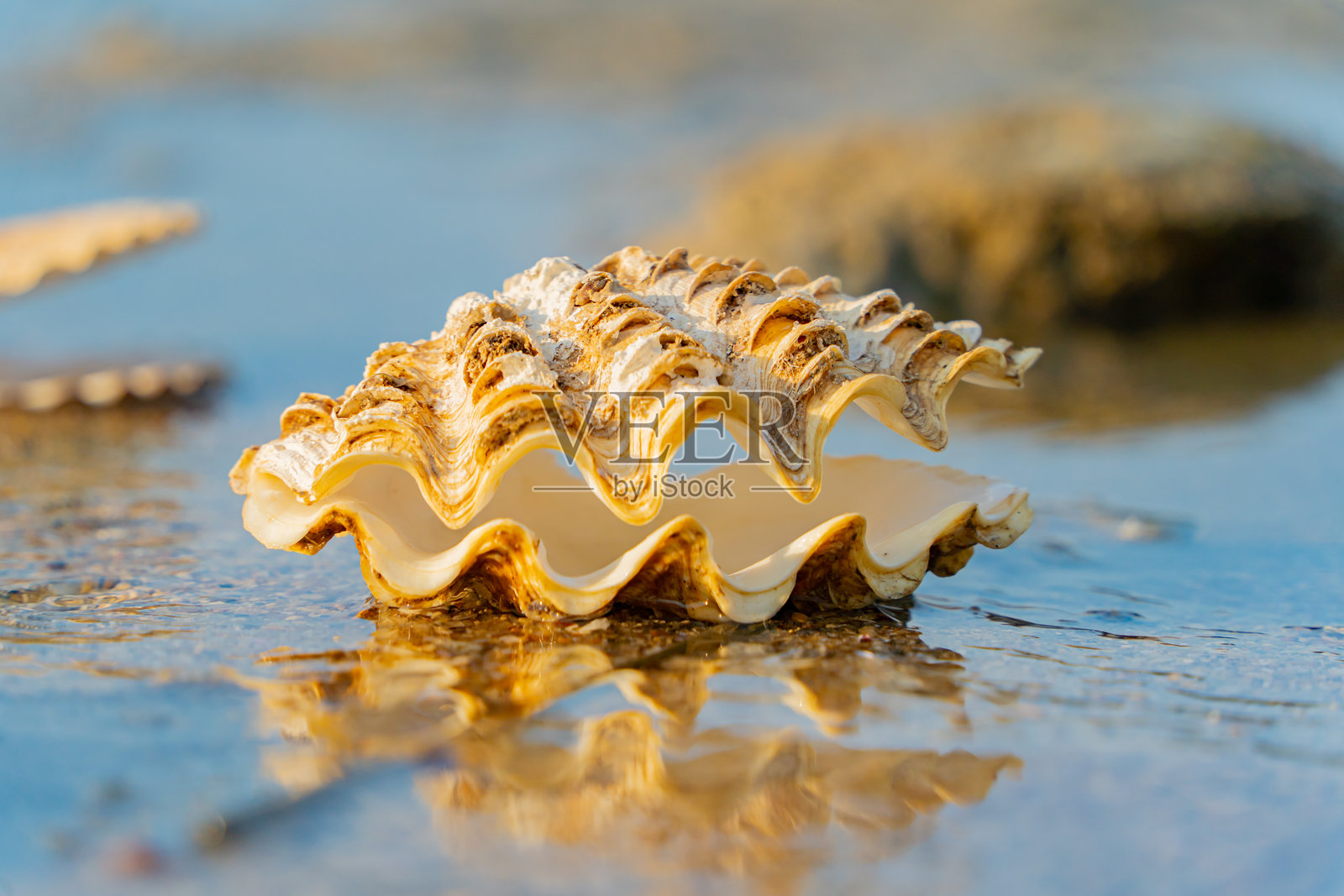 一个贝壳。照片摄影图片