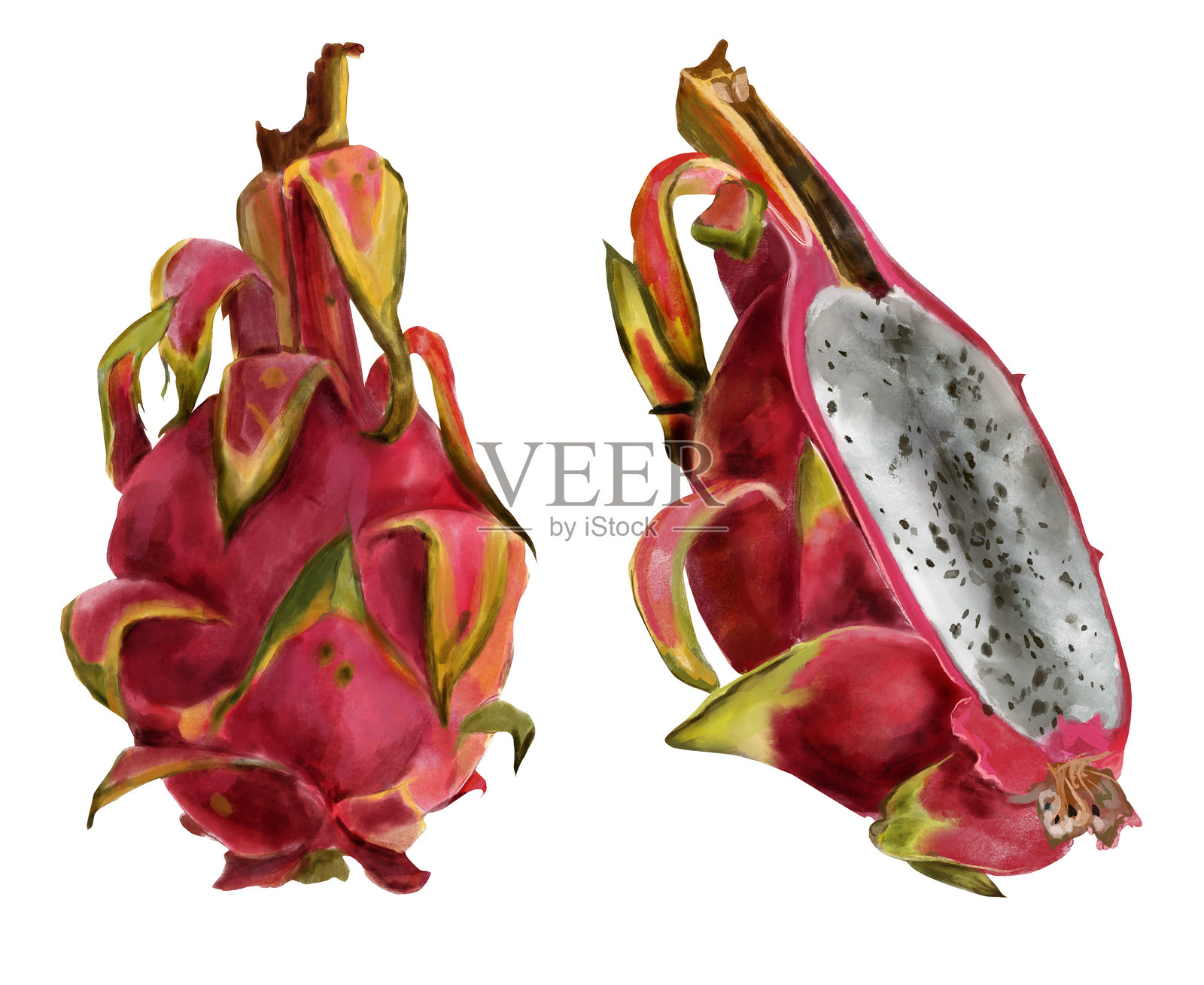 火龙果套装，粉红色火龙果。异国情调的热带成熟水果，切片和整个，手绘水彩画在现实主义风格。插画图片素材