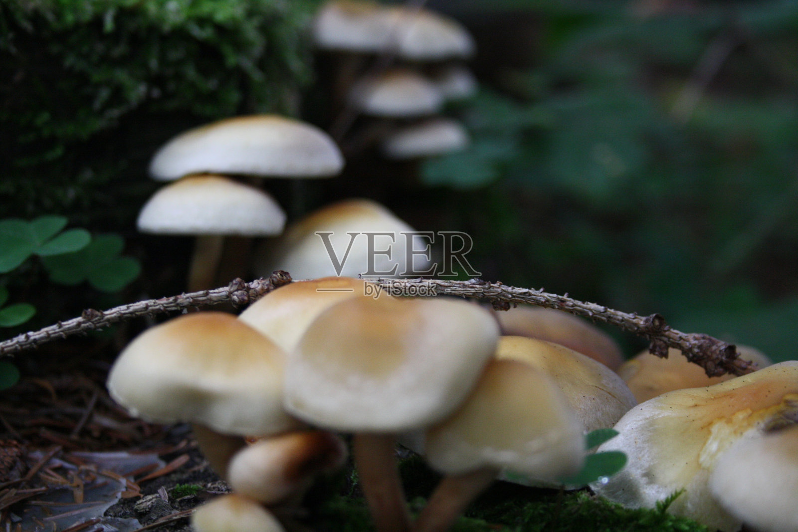 蘑菇照片摄影图片