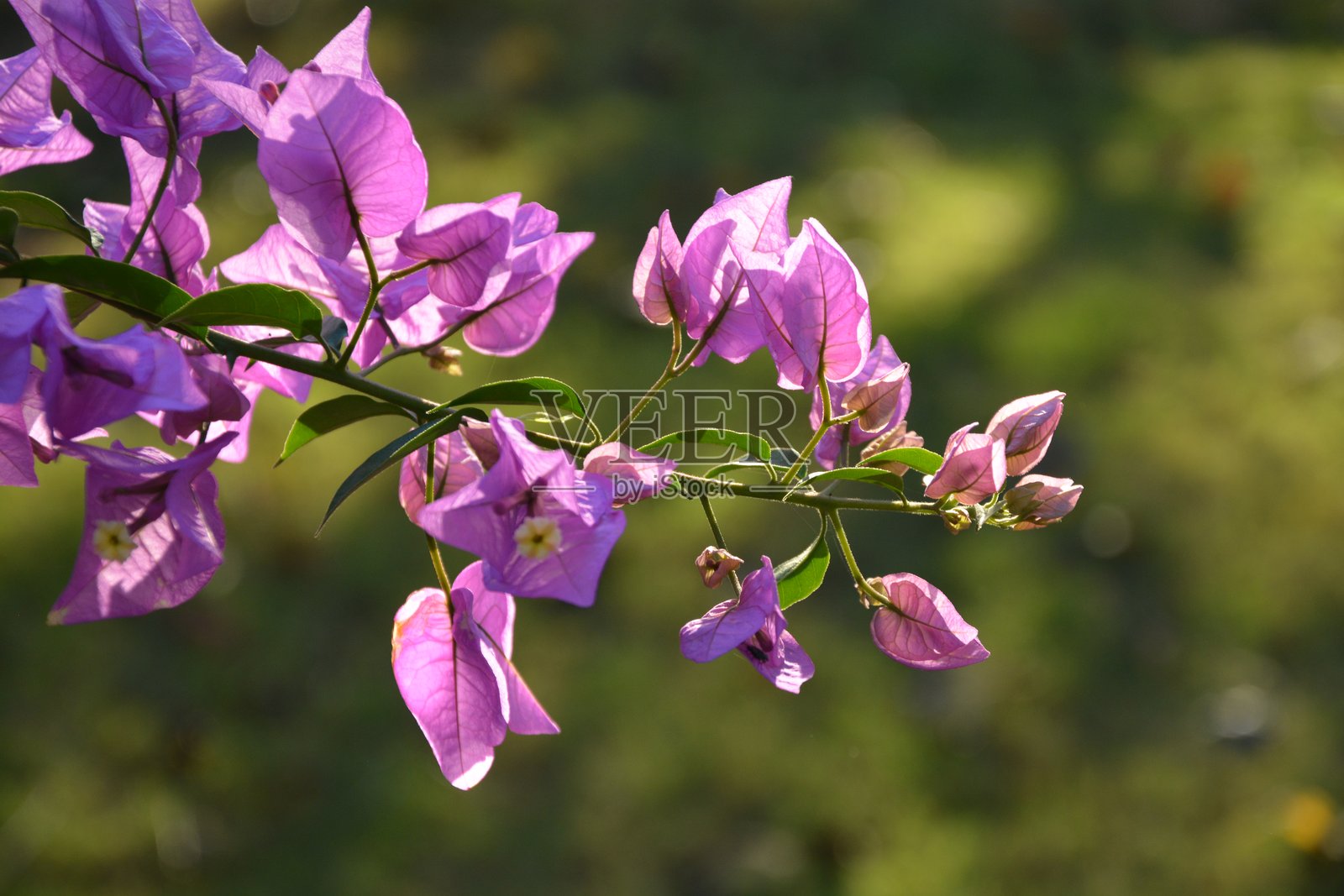 叶子花属照片摄影图片