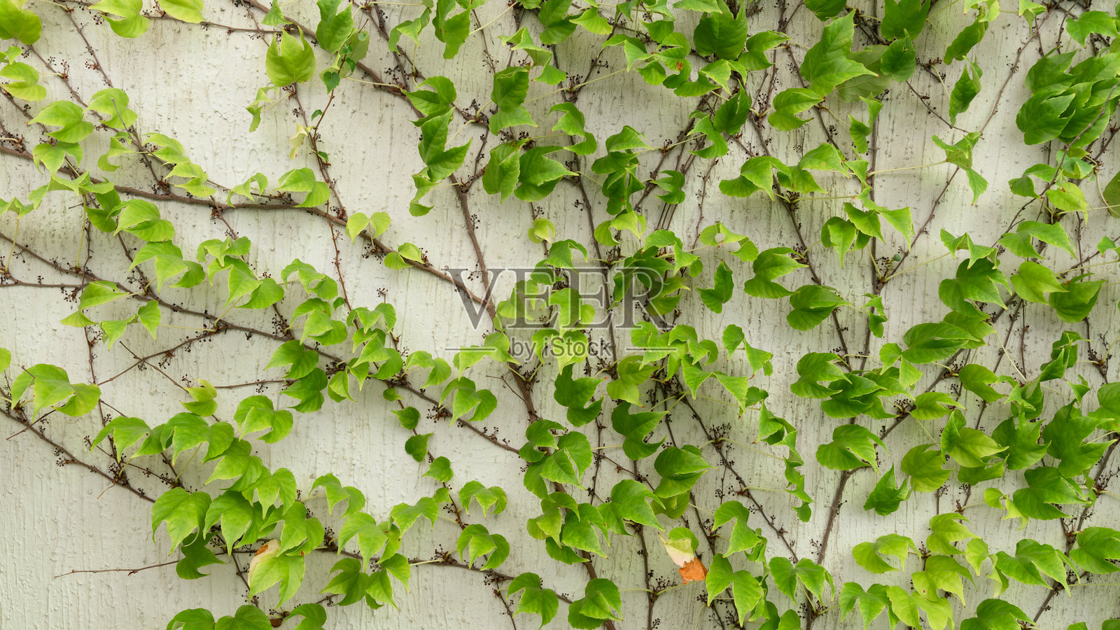 背景与常青藤或葡萄藤叶子在墙上照片摄影图片