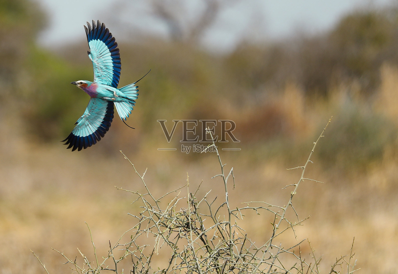 在飞行运动中有丁香胸的滚轮照片摄影图片