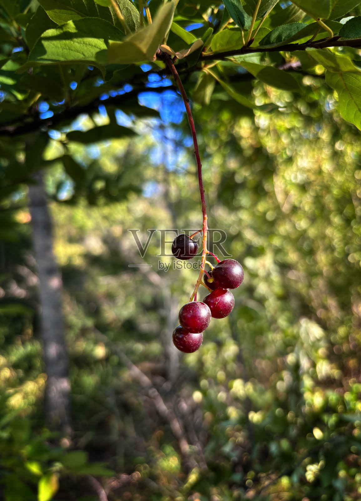 挂在森林里的紫色浆果特写照片摄影图片