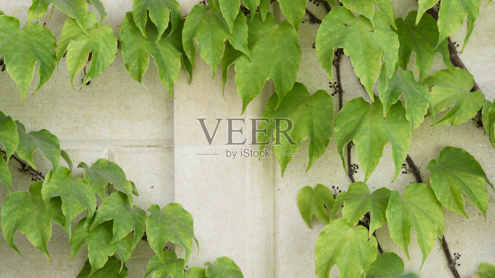 墙上的藤框照片摄影图片