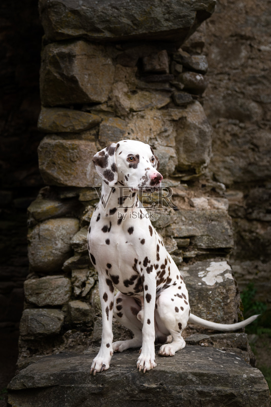 棕色和白色的达尔马提亚摆姿势拍照照片摄影图片