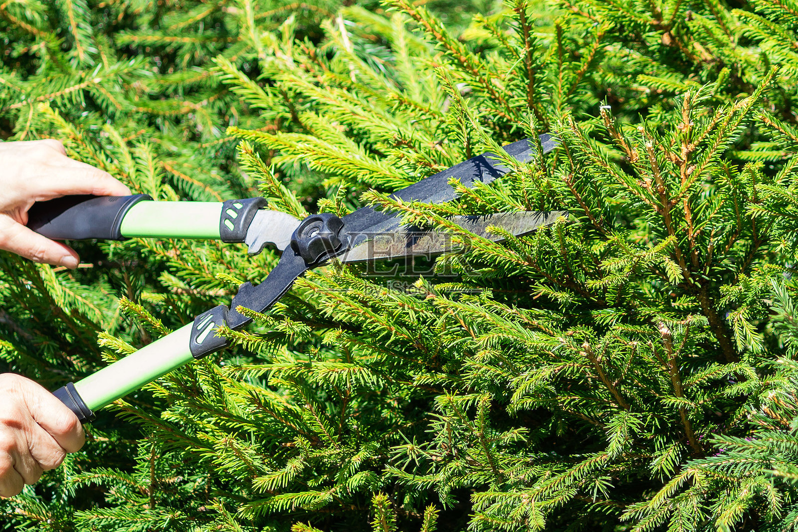 一位妇女手里拿着大花园剪刀，在花园围栏附近修剪一棵冷杉树的树冠。照片摄影图片