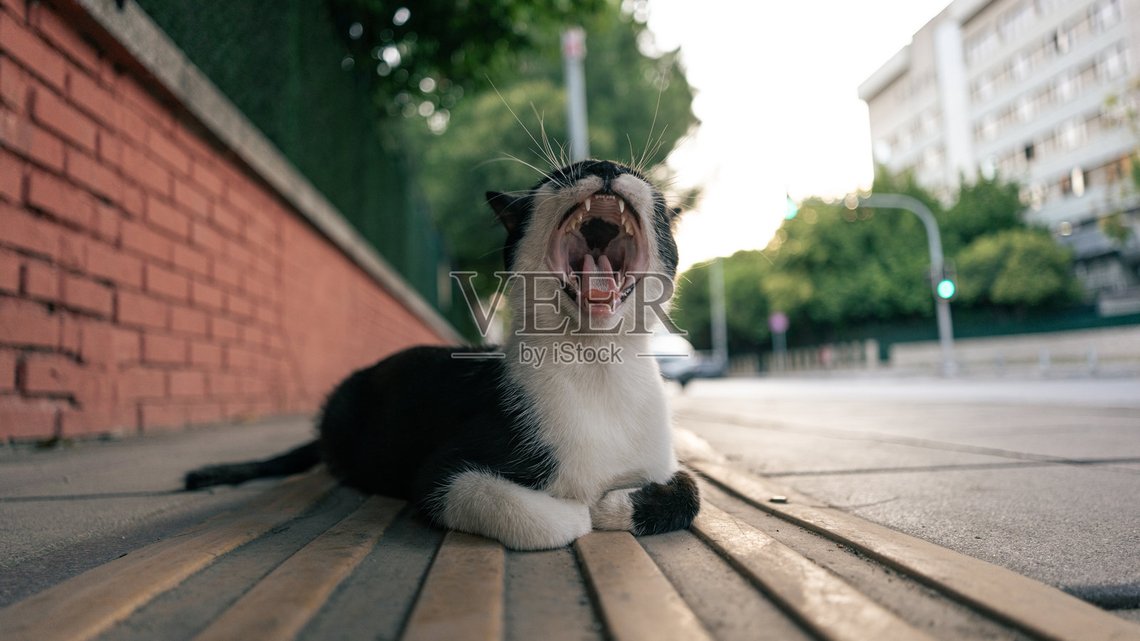 这只流浪猫困了照片摄影图片