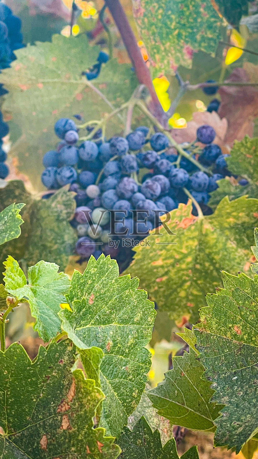 秋天的加州葡萄照片摄影图片