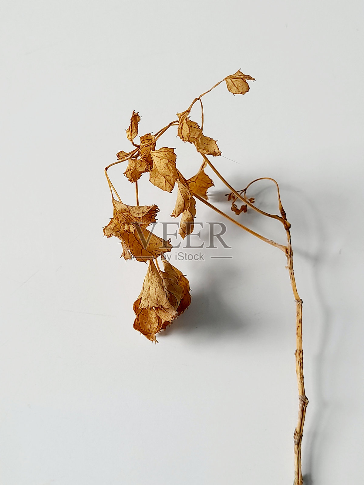 干分支。照片摄影图片