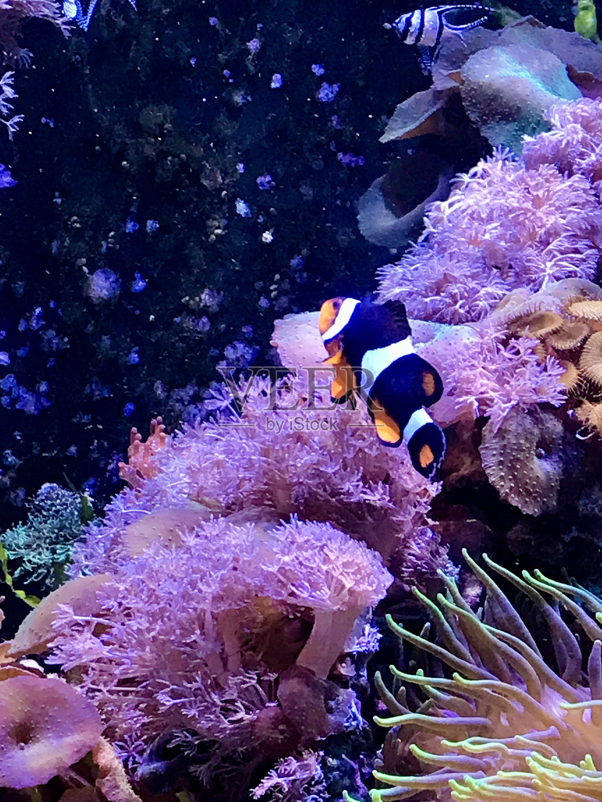 礁石里的鱼照片摄影图片