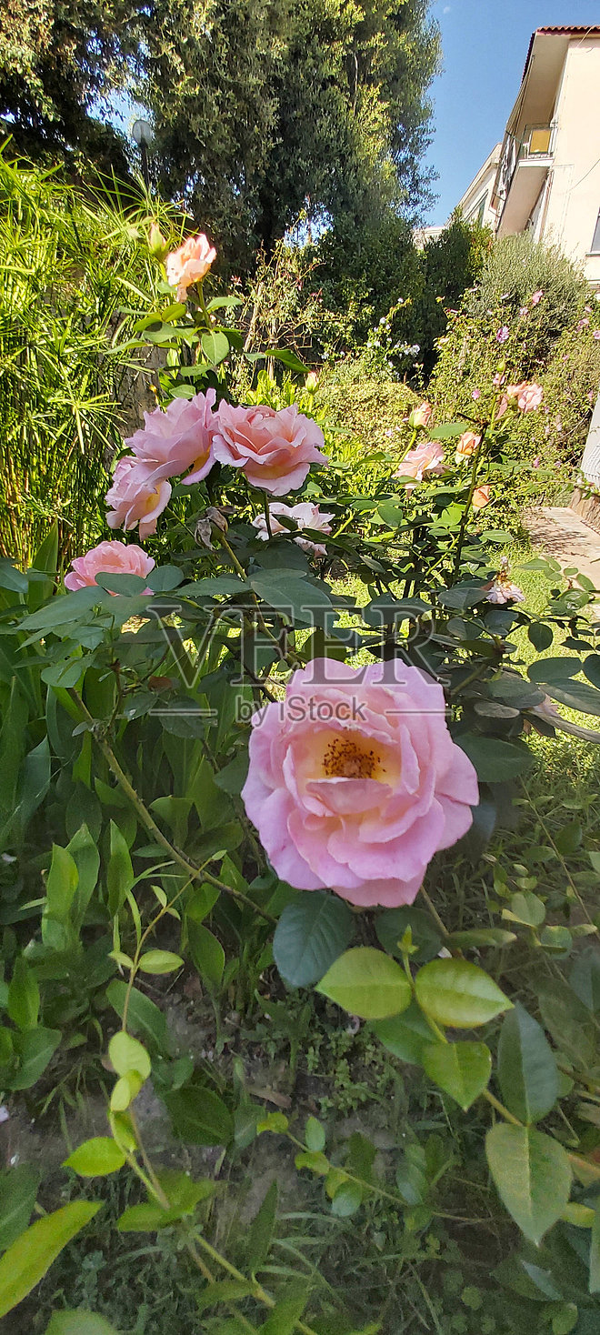 小花园里的玫瑰照片摄影图片