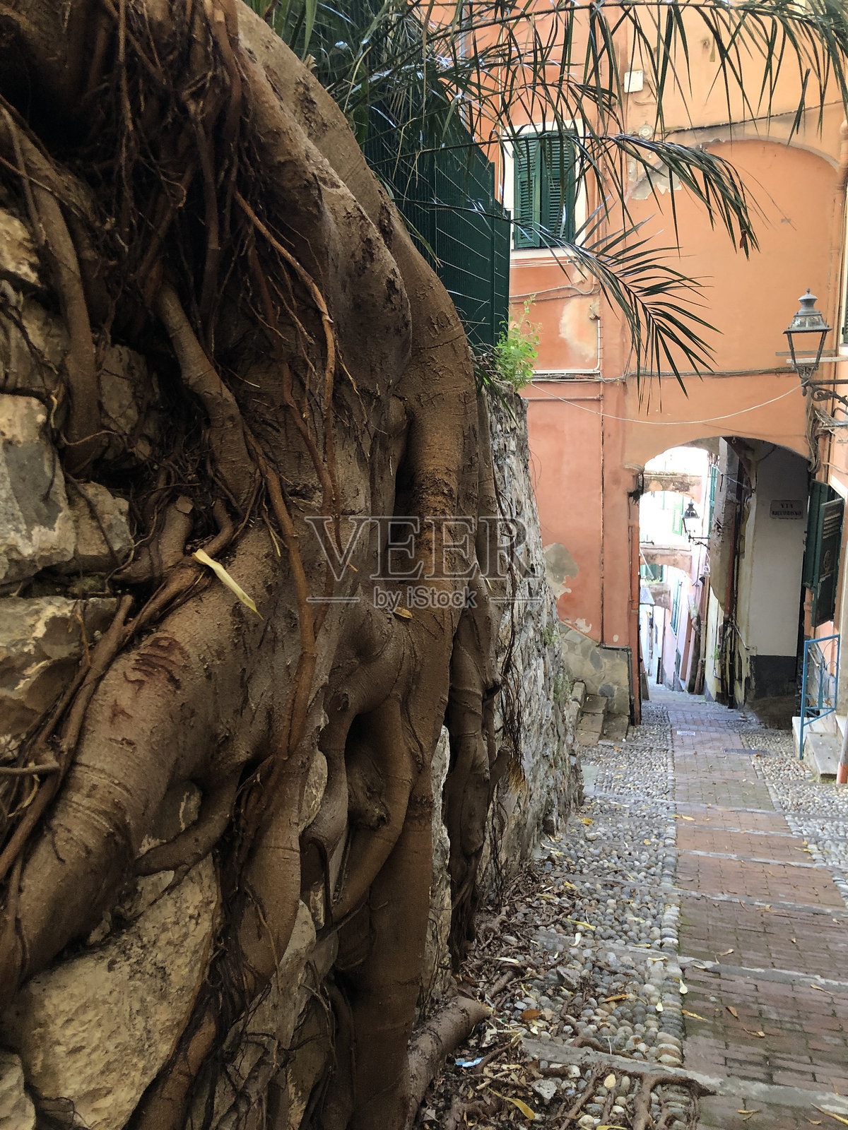 老石墙上长着根球的小巷子照片摄影图片