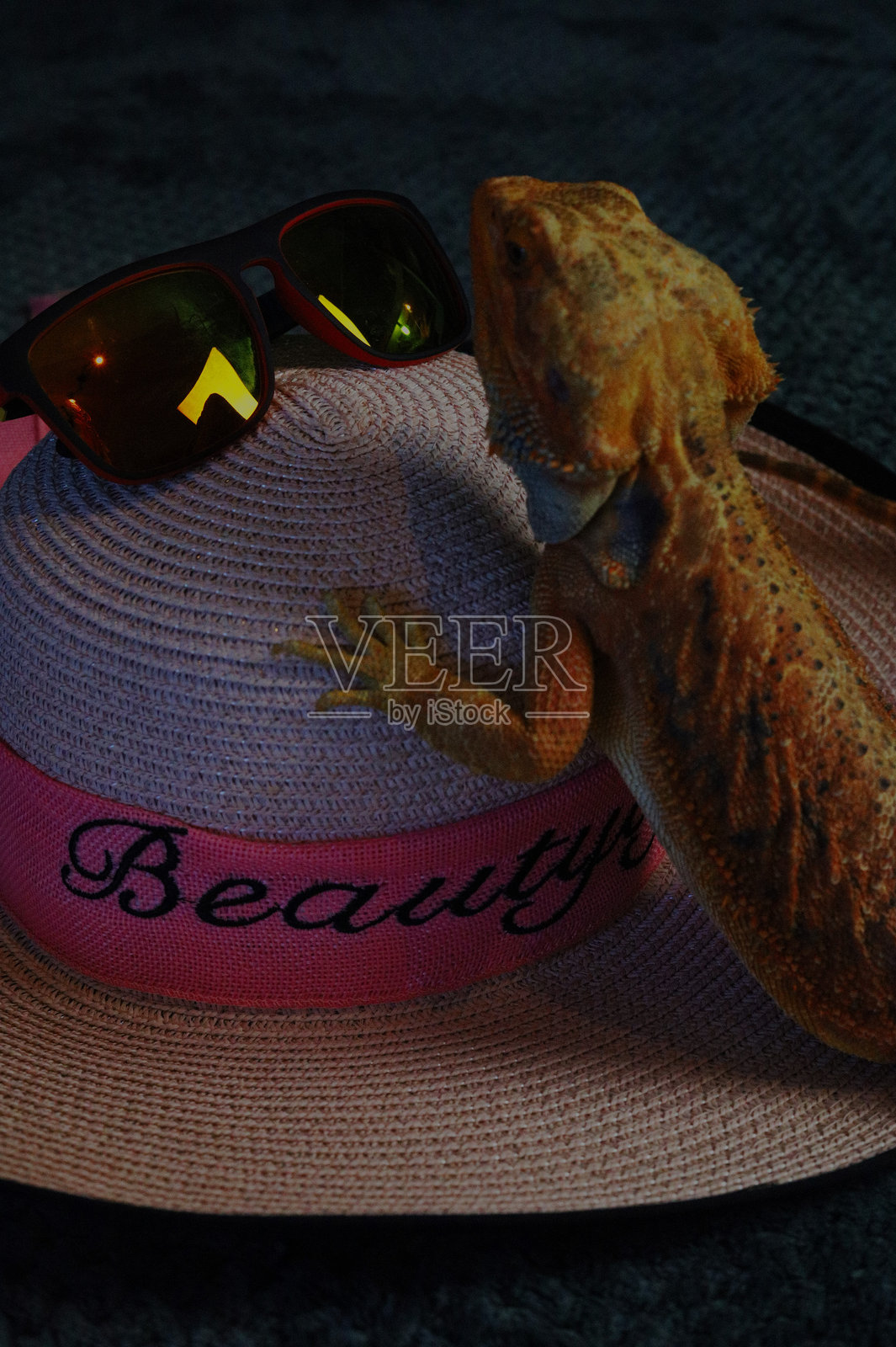 一只蜥蜴去度假，坐在行李箱里放着书，眼镜，电话照片摄影图片