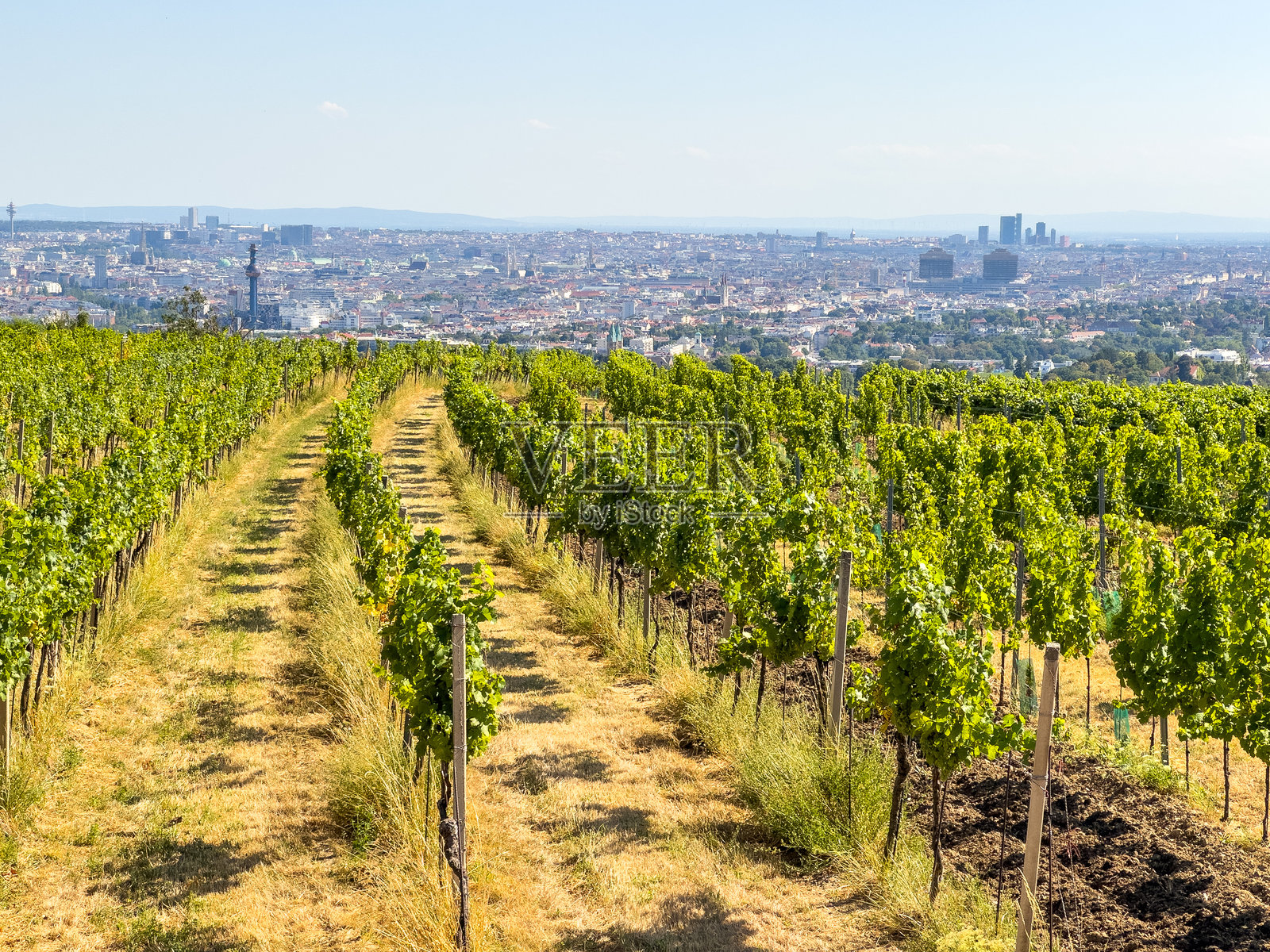 葡萄园里种着葡萄，夏天的葡萄藤生长在奥地利维也纳城外连绵起伏的丘陵上，用于酿酒，靠近Stadwanderweg，在乡间的远足小径上照片摄影图片