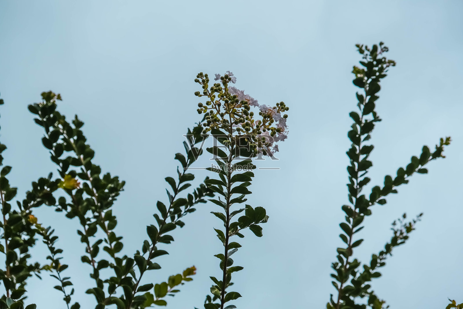 充满活力的紫薇花:美丽的夏日景观照片摄影图片