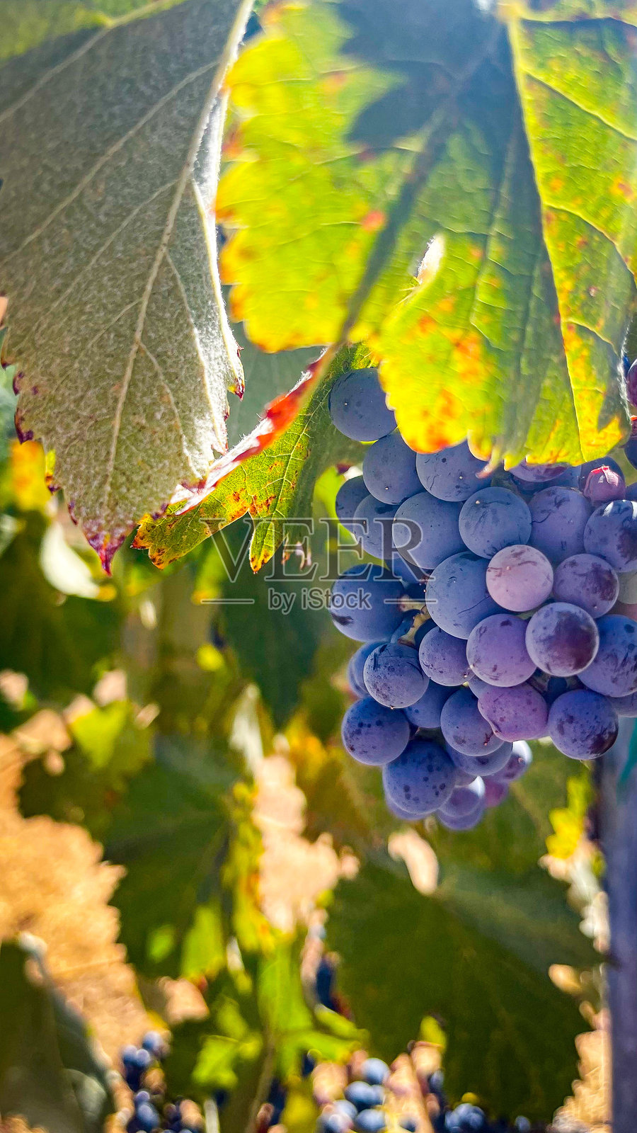 秋天的加州葡萄照片摄影图片