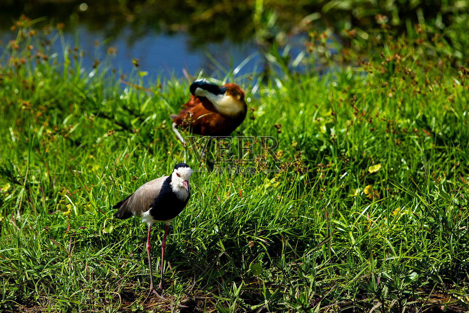 安博塞利NP水域的水厚膝和非洲水芥。照片摄影图片