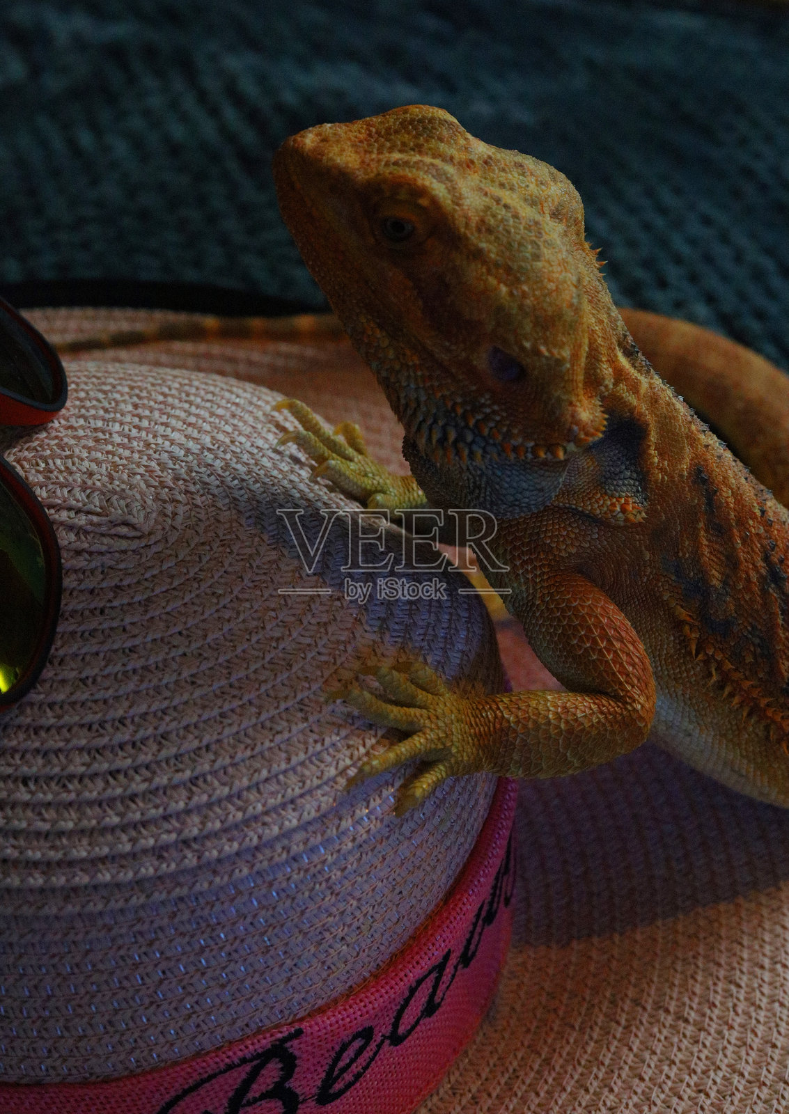 一只蜥蜴去度假，坐在行李箱里放着书，眼镜，电话照片摄影图片