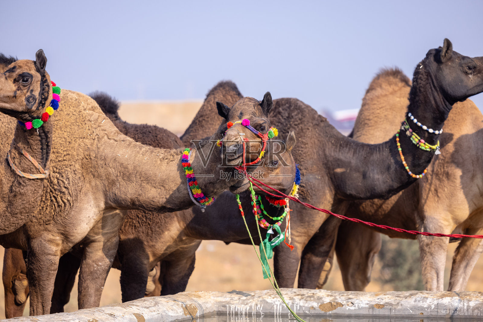 普什卡尔骆驼集市照片摄影图片