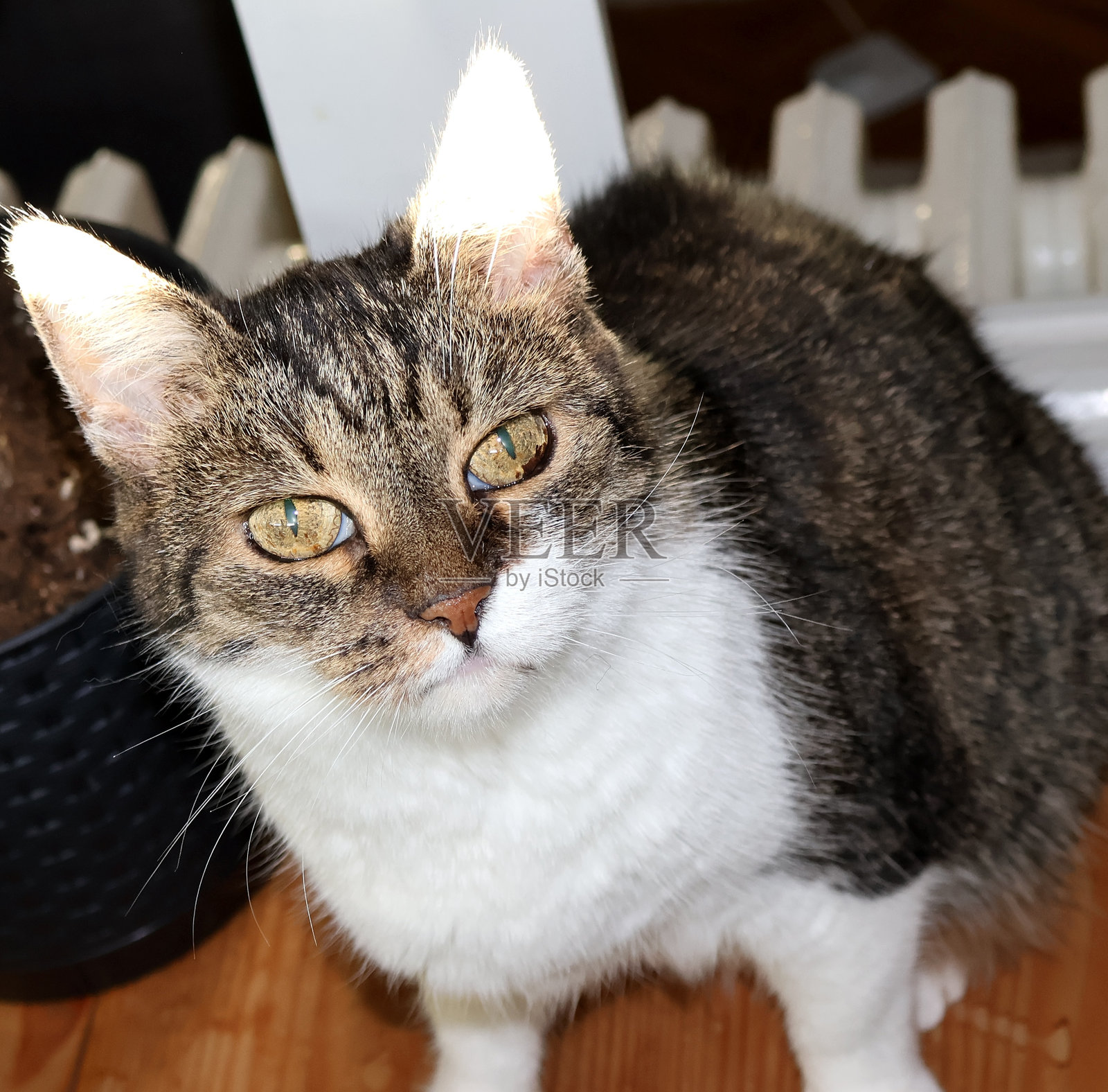 猫莉莉照片摄影图片