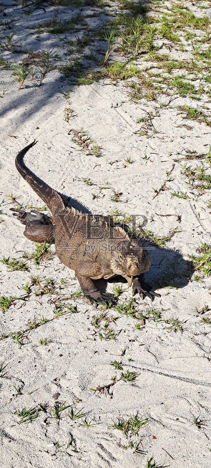 令人心寒的鬣蜥照片摄影图片